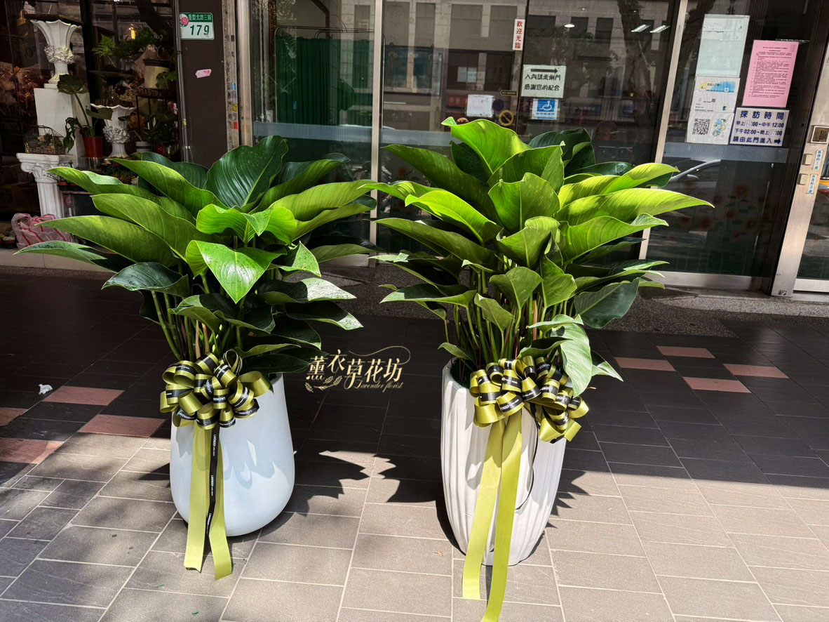 113040824 帝王盆栽