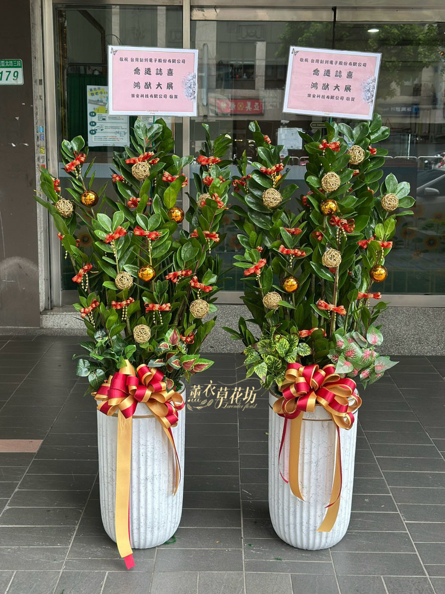 金錢樹~一盆 ~盆栽115083106