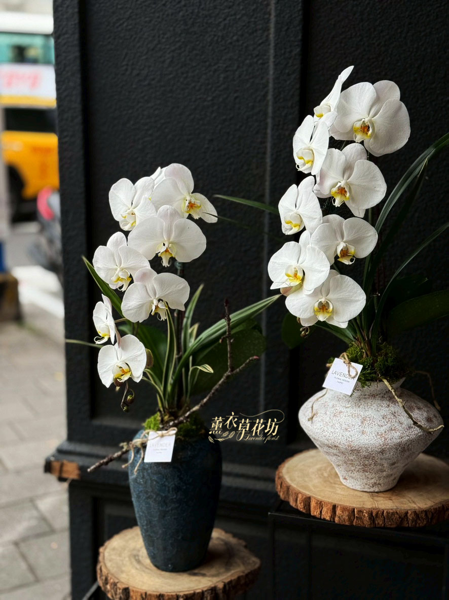 優雅蝴蝶蘭~蘭花 盆栽設計一盆 115032427