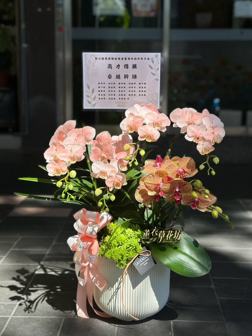 高雅蝴蝶蘭/蘭花盆栽 115033110