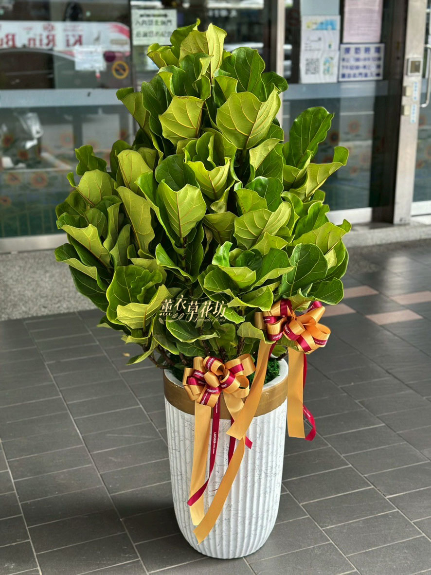 琴葉盆栽~112100305