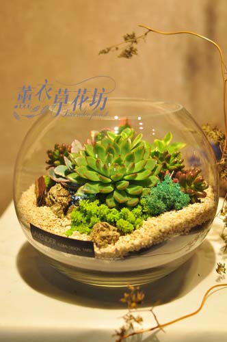 玻璃缸-多肉植物設計-開幕-高陞-107111207