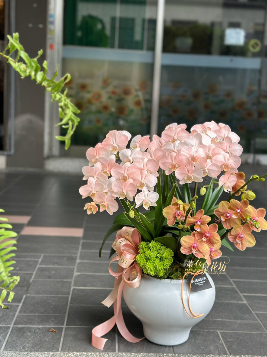 高雅蝴蝶蘭/蘭花盆栽 115033110