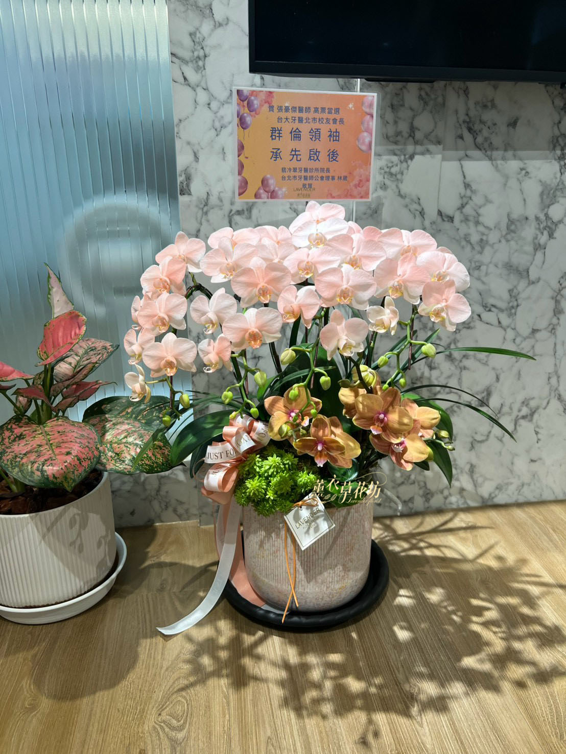 高雅蝴蝶蘭/蘭花盆栽 115033110