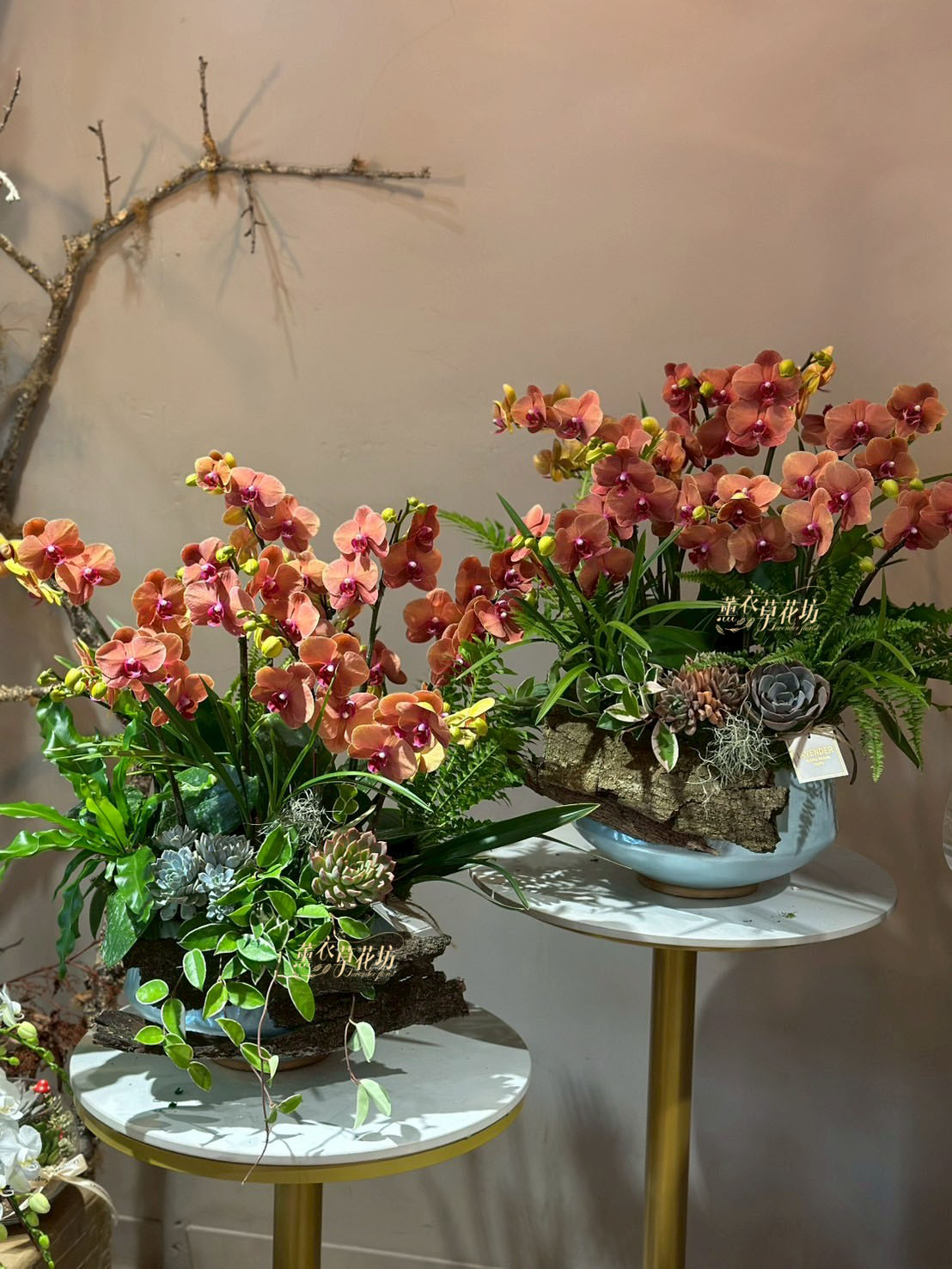 蝴蝶蘭/蘭花禮盆 107080214