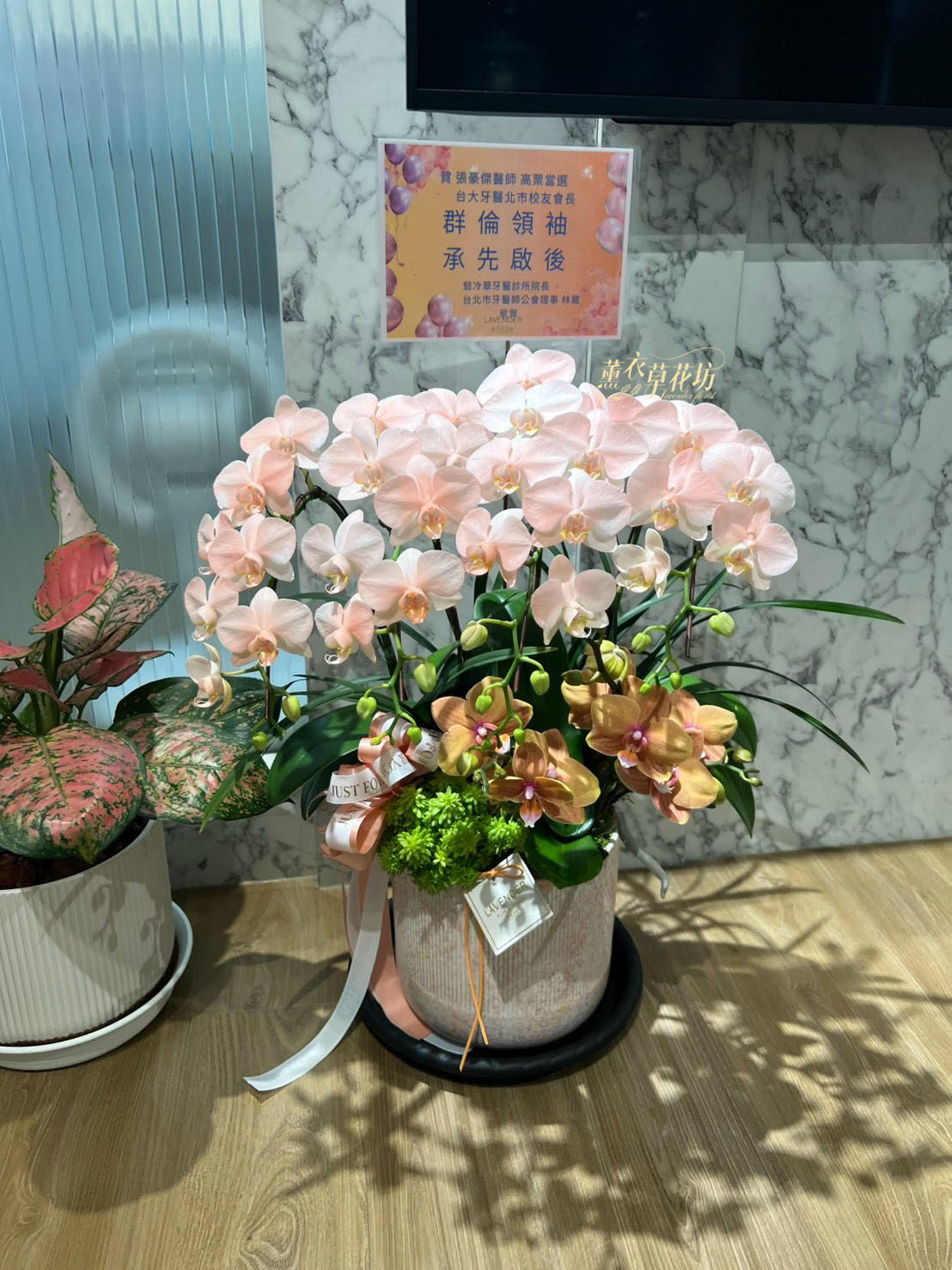 高雅蝴蝶蘭/蘭花盆栽 115033110