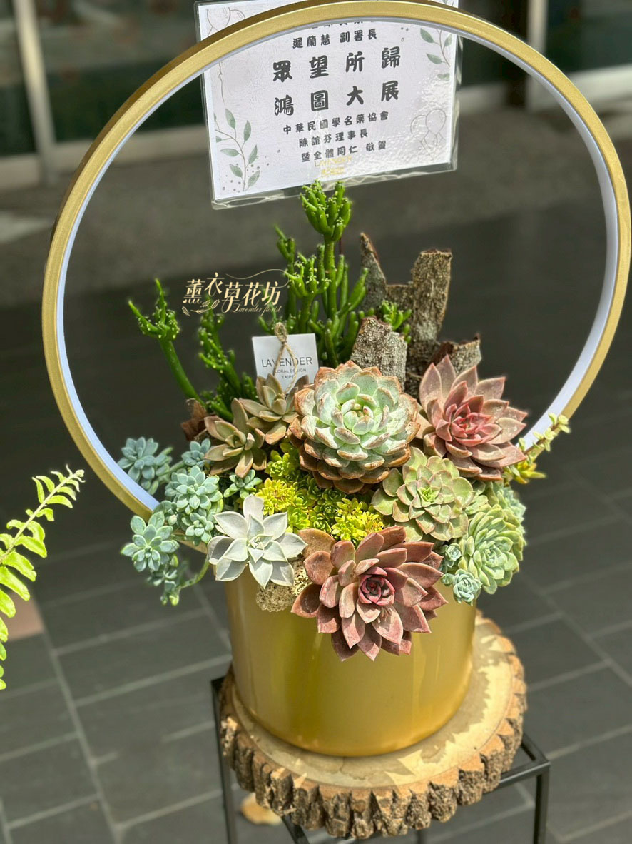 多肉植物系列111112421