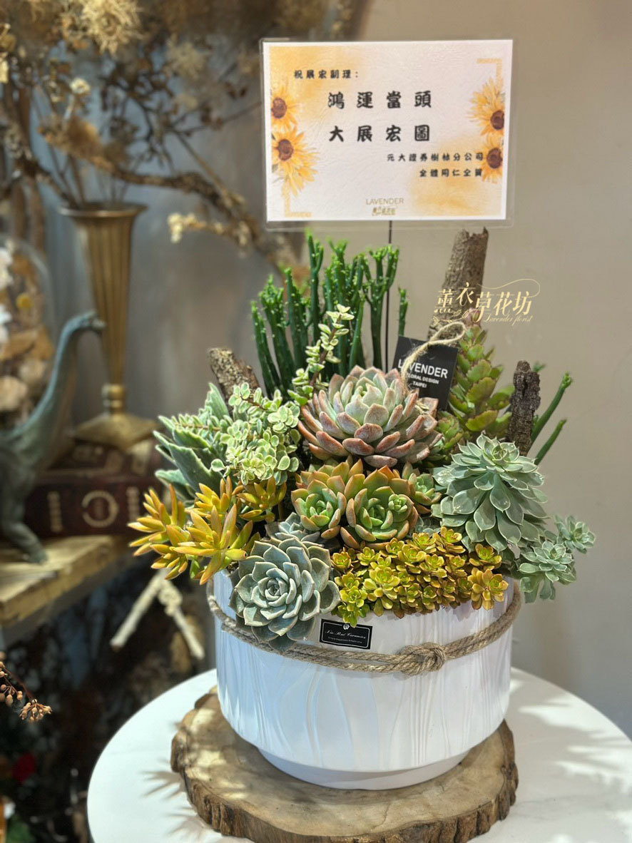 多肉植物設計~115071619