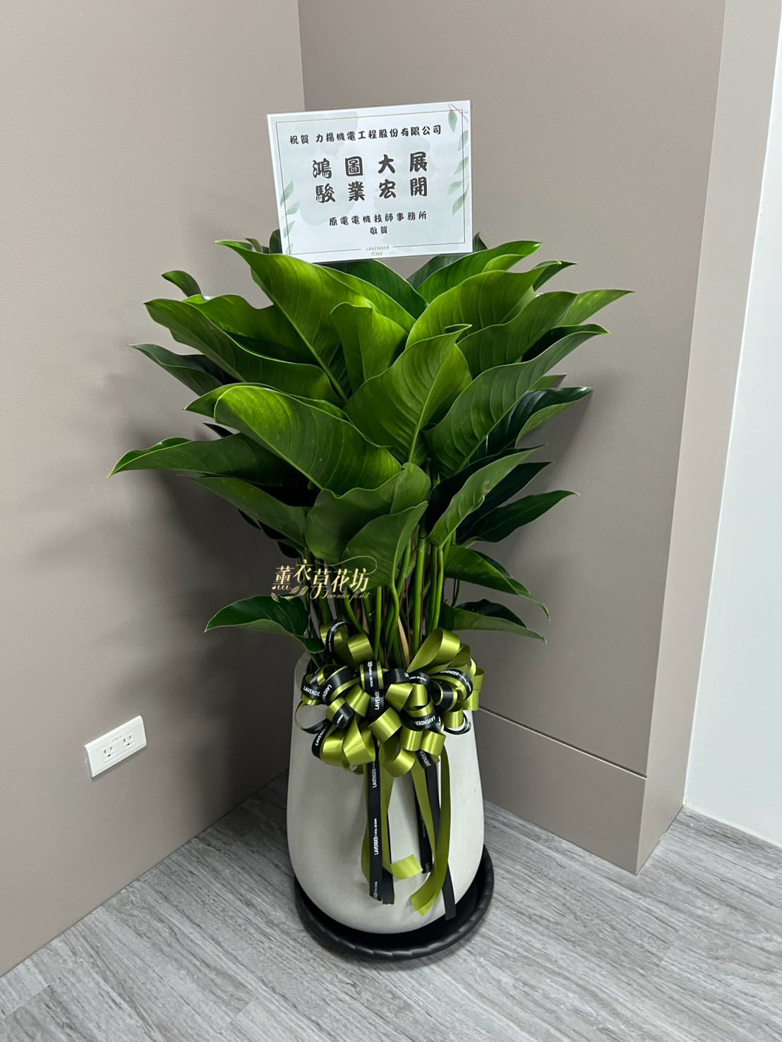 113040824 帝王盆栽