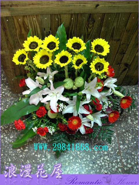 太陽花盆花 F05
