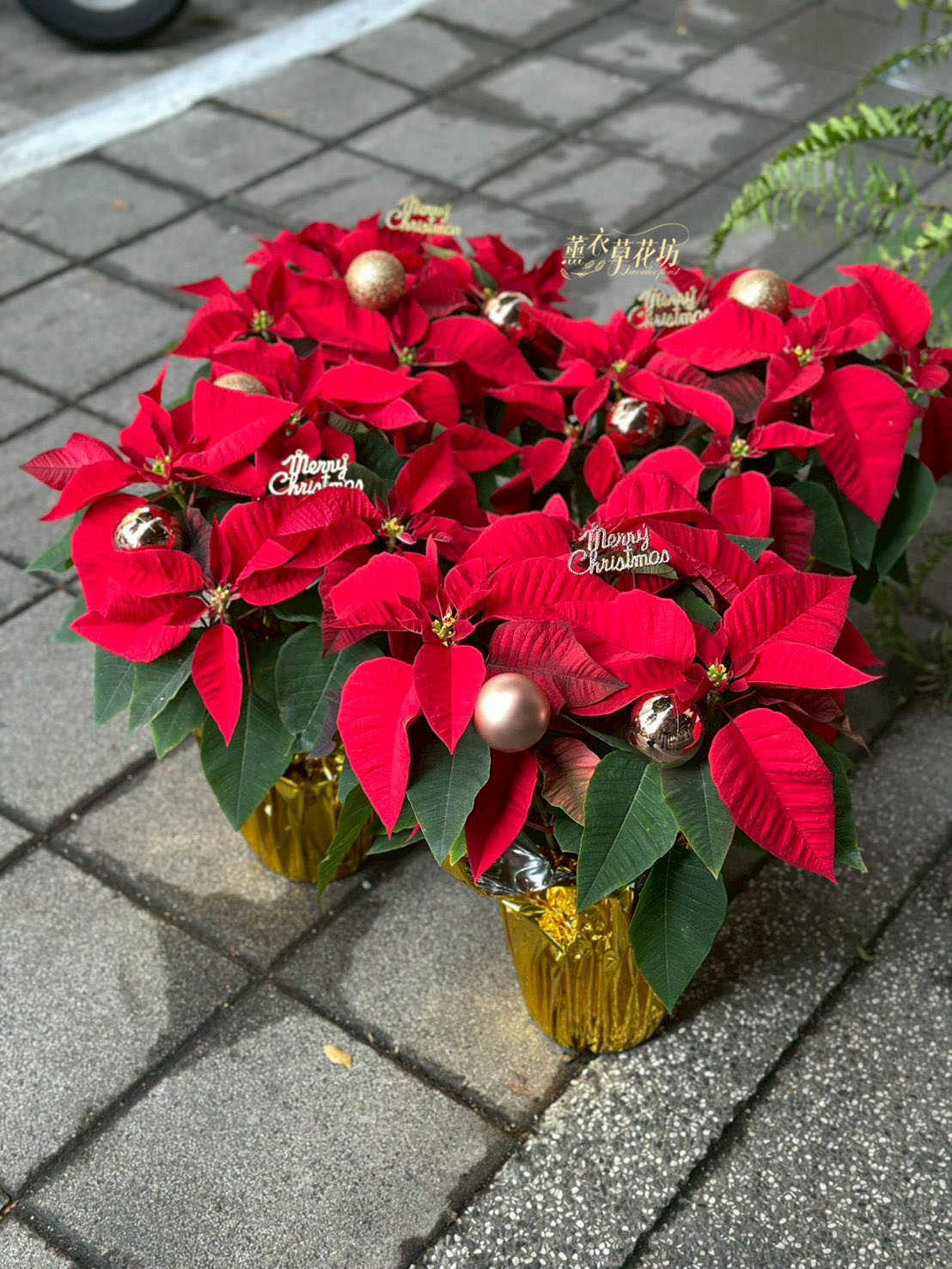 聖誕紅~盆栽一盆  114121109