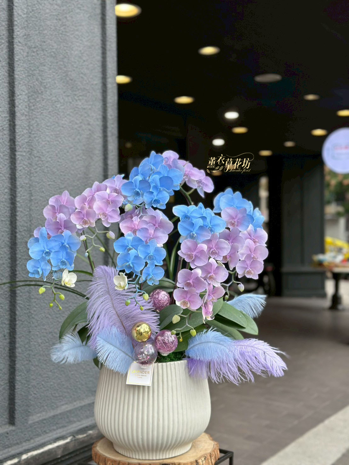 迷你蝴蝶蘭~霧藍設計114112002