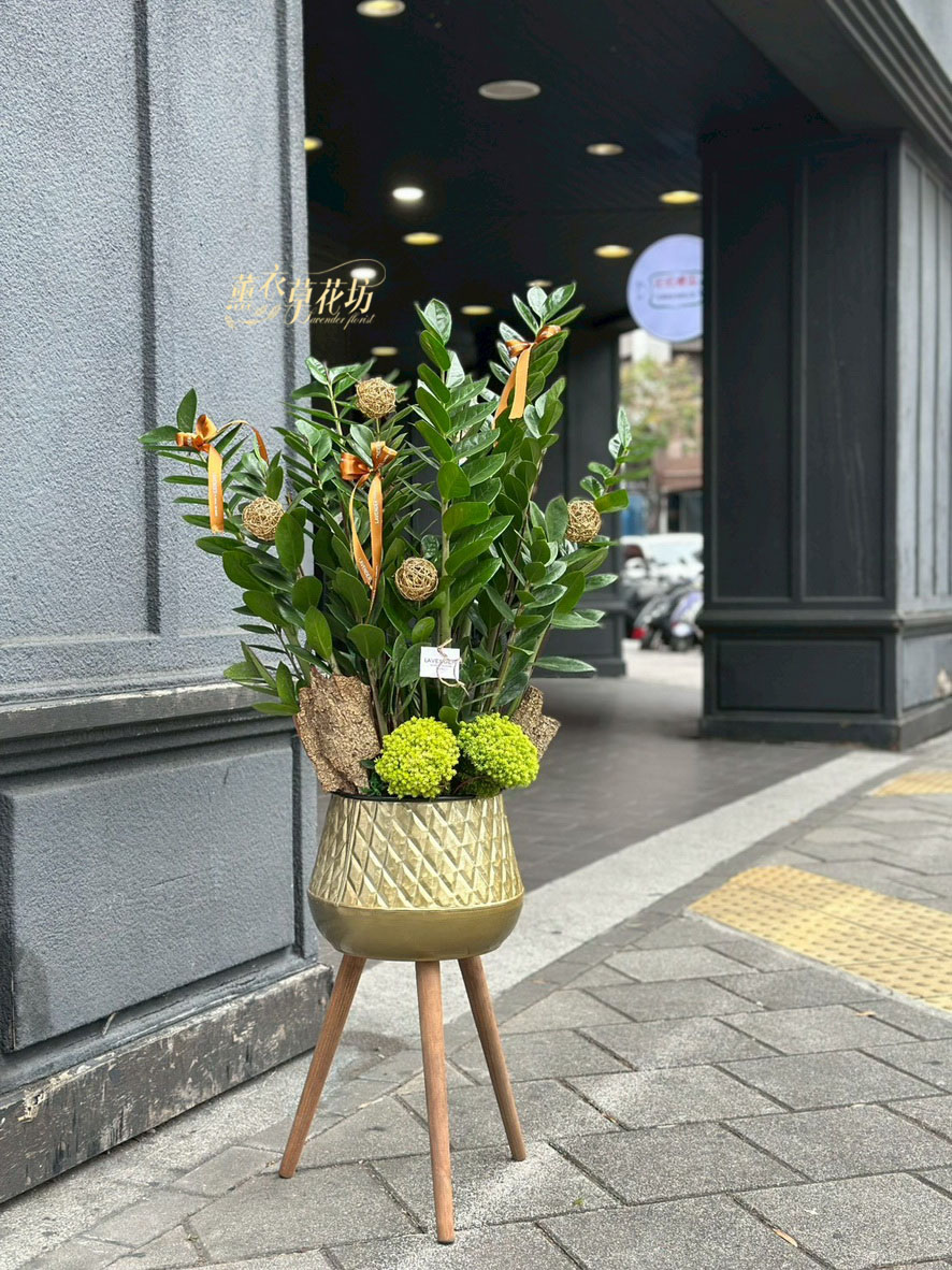 金錢樹~盆栽 115032301