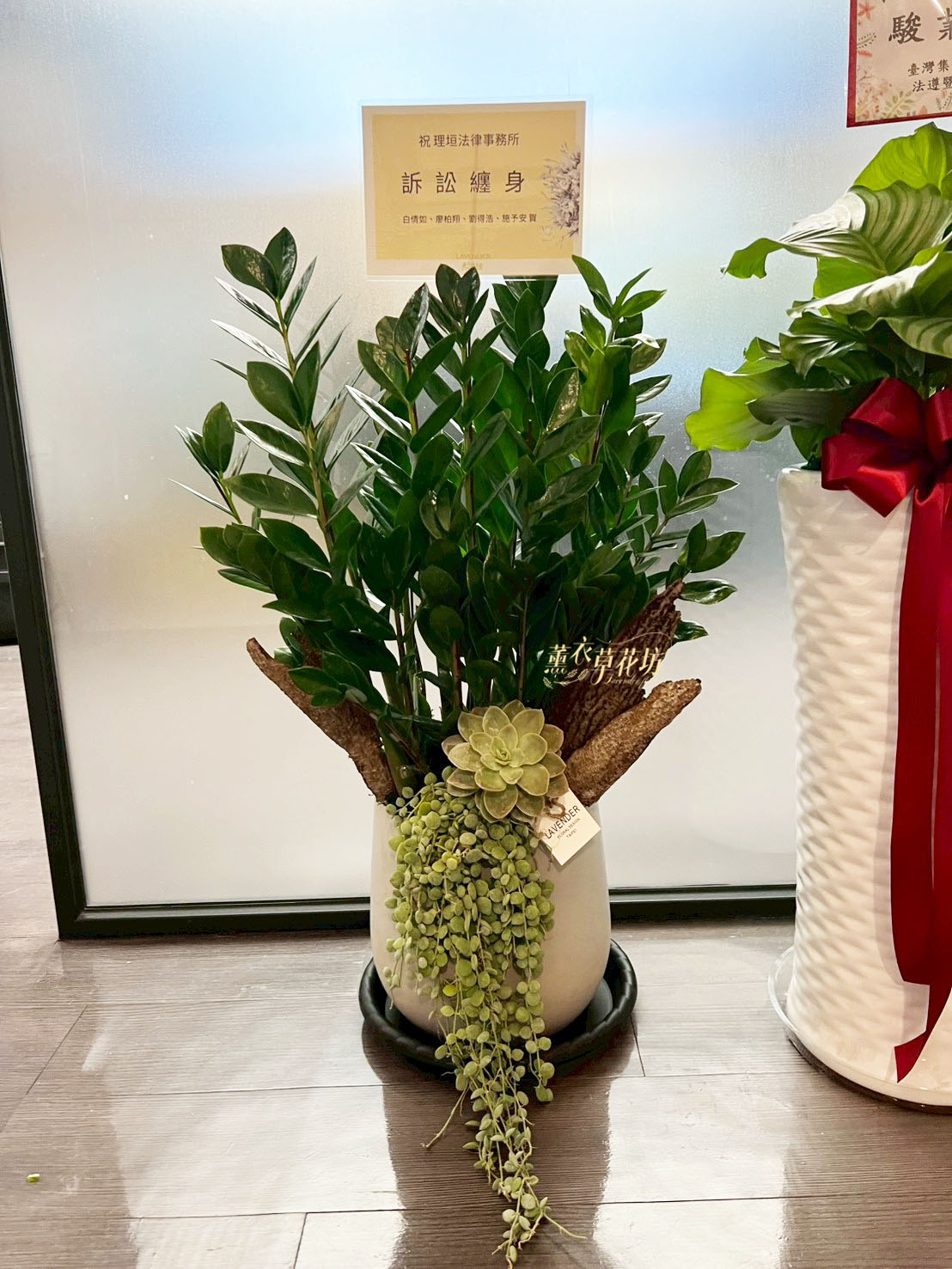 金錢樹!~水泥盆 115031301