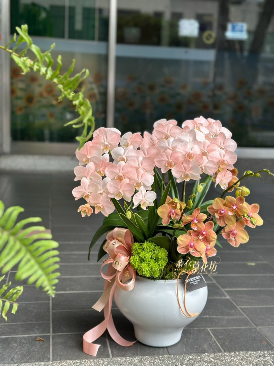 高雅蝴蝶蘭/蘭花盆栽 115033110