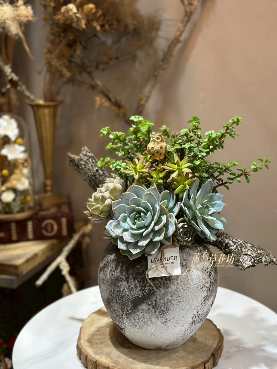 多肉植物設計~115041815