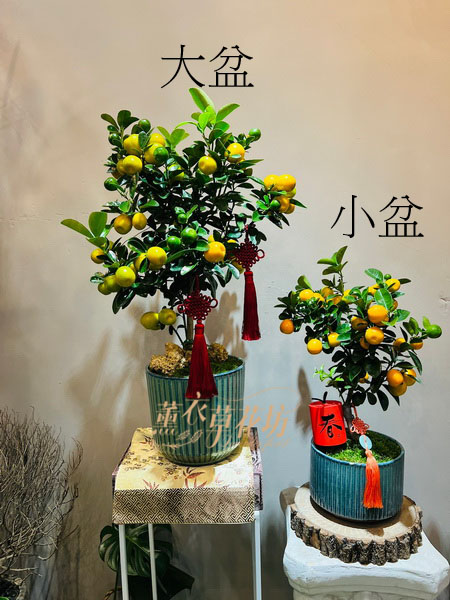 金桔盆栽~新年限定110011306