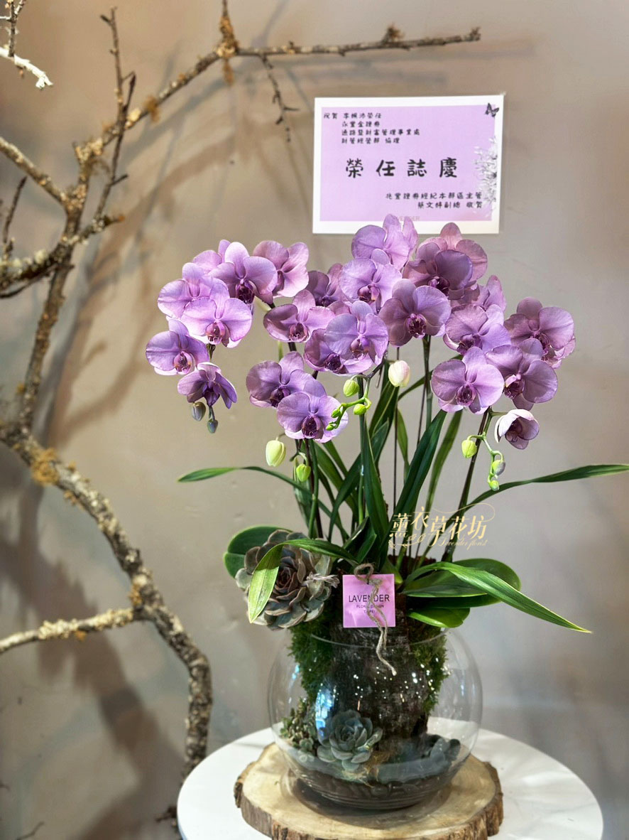 蝴蝶蘭盆栽~新色113032601