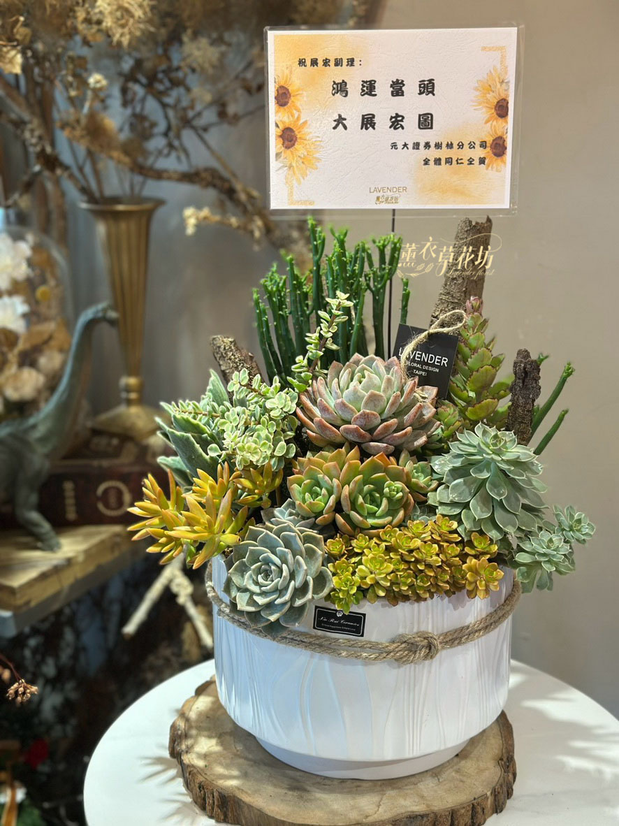 多肉植物設計~115071619