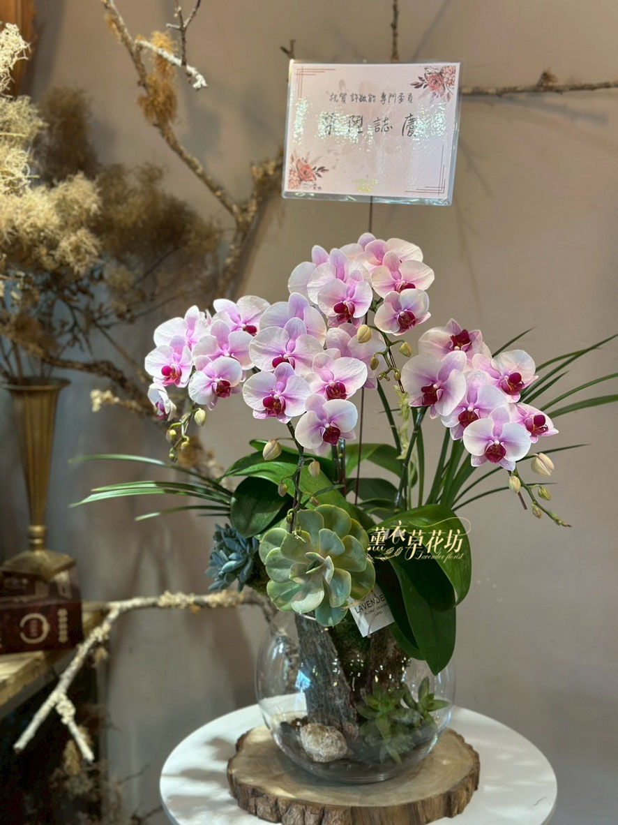 蝴蝶蘭&玻璃缸108062502