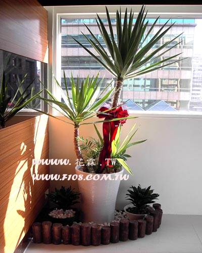 台北花店 花霖花坊 D193尤加利盆栽 薰衣草網路花店 情人節花束 媒體報導最具創意網路花店 Lavender