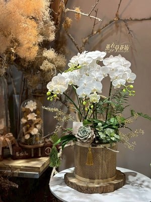 蝴蝶蘭~提籃設計~114101502