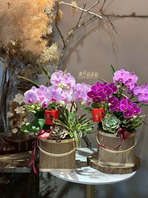 蝴蝶蘭/提籃設計 11512205