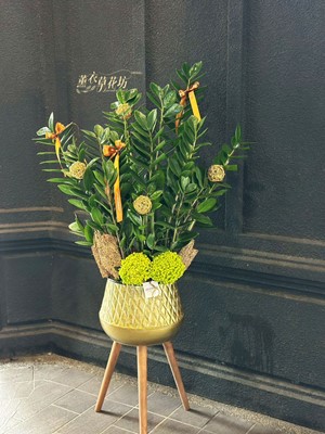 金錢樹~盆栽 115032301