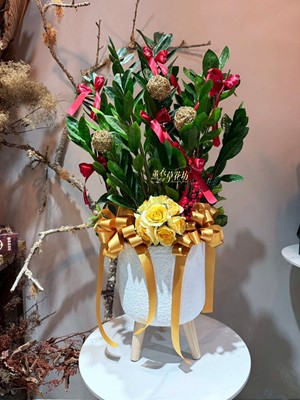 金錢樹~盆栽 114103111