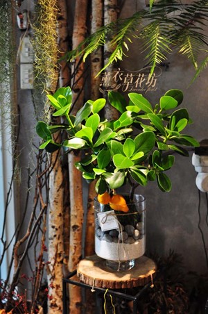 香蘋金錢樹盆栽(書帶木)108071701