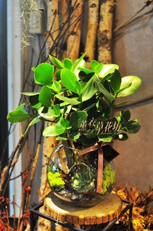 香蘋金錢樹(書帶木) 108042502