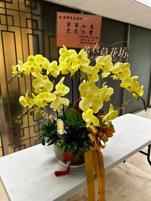 黃金蝴蝶蘭 106090820