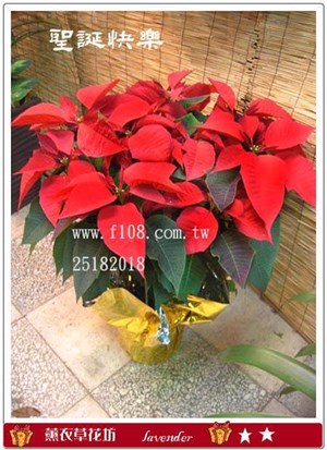 聖誕紅一次需購買10盆D207-1
