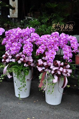 高雅蝴蝶蘭7朱~一盆108102903