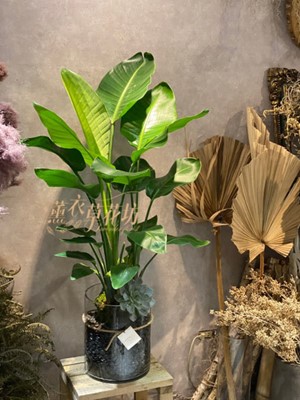 天堂鳥 盆栽 110062518