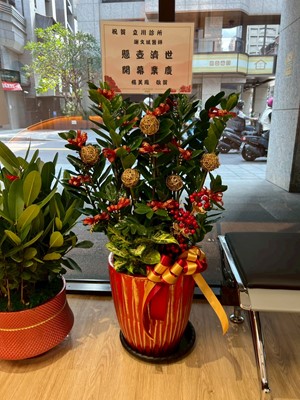 金錢樹c012037