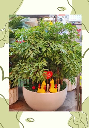 富貴樹盆栽吉祥招財，財運自然來~