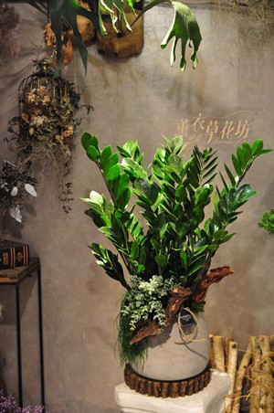 金錢樹!~水泥盆 115031301