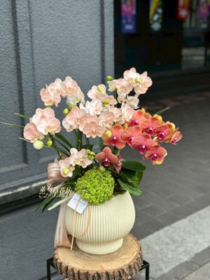 高雅蝴蝶蘭/蘭花盆栽 115033110