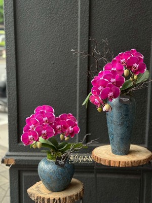 優雅蝴蝶蘭~蘭花盆栽一盆 115032429