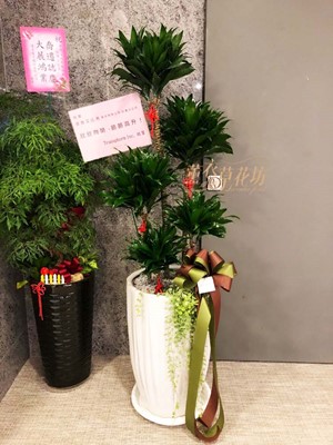 阿波羅盆栽115071620