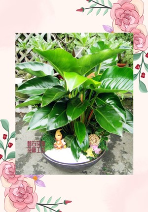植物界的綠寶石~金鑽桌上型盆栽~又稱帝王樹