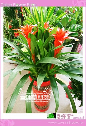 鳳梨花盆栽~新年限定