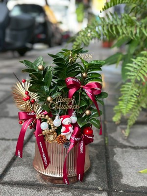 金錢樹盆栽~新品 114112721