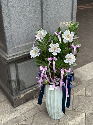 金錢樹~盆栽 115032316