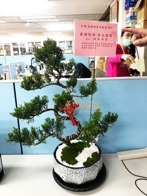 松柏盆栽 110012203