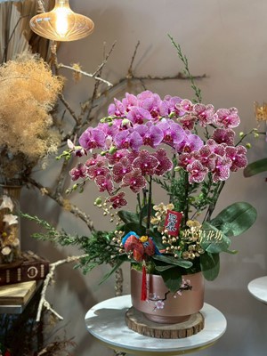 高雅蝴蝶蘭6朱~115030628