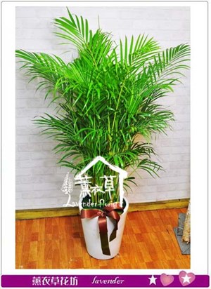 黃椰子 盆栽 106081621
