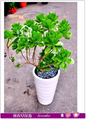 白水木盆栽c082509