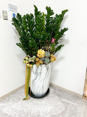 金錢樹盆栽 110062108